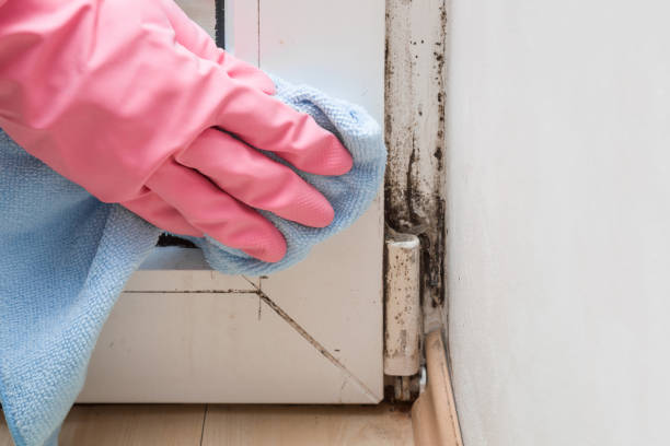 Best Office Mold Removal Services  in Carlisle, PA